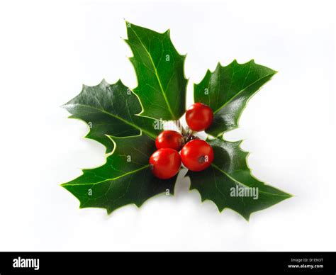 Christmas Holly leaves & berries Stock Photo - Alamy