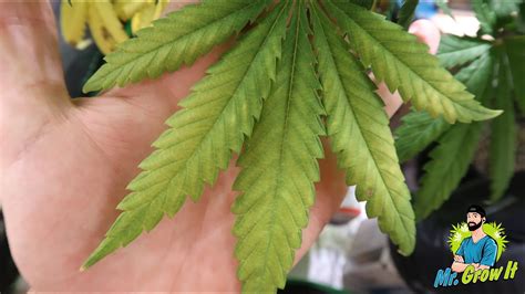 Magnesium Deficiency In Cannabis Plants Mr Grow It