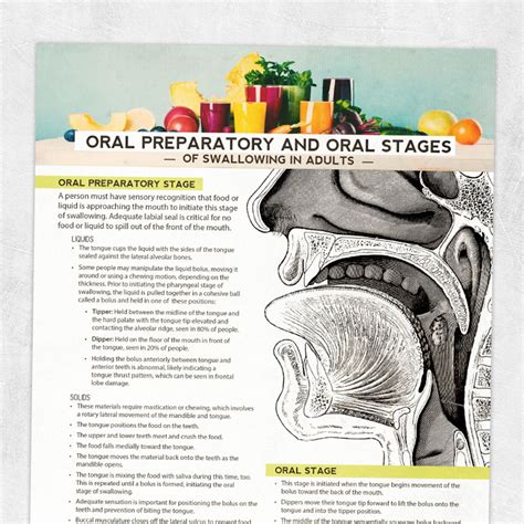 Oral Preparatory And Oral Stages Of Swallowing In Adults Adult And