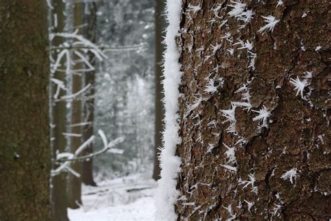 So richtig frostig Foto & Bild | jahreszeiten, winter, frostige details ...