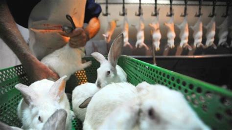 How Rabbit Meat Is Made 🐇 Knowing This Will Change Your Look At Rabbit