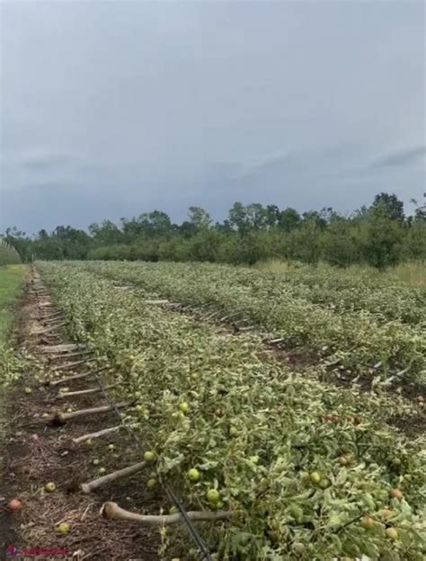 Peste De Agricultori Din R Moldova Au Depus Cereri Pentru A