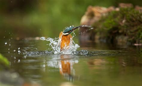 Photo of Common Kingfisher Flying Above River · Free Stock Photo