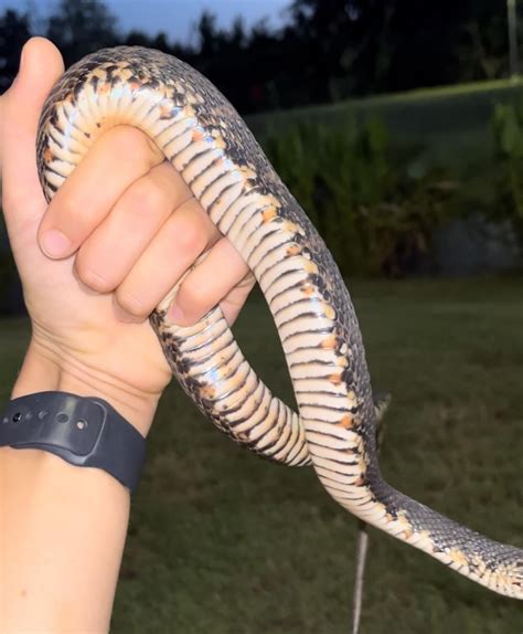 Florida banded water snake : r/herpetology