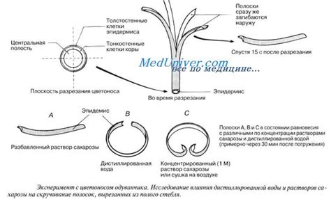 Движение воды по цветковому растению. Движение воды по листьям.