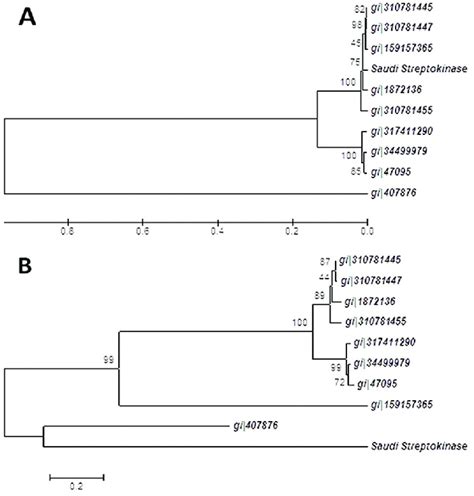 Phylogentic Construction Showing A The Phylogenetic Tree For The