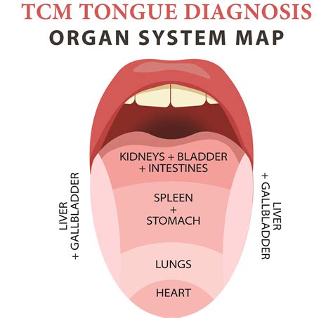 Pulse Diagnosis Acupuncture And Tongue