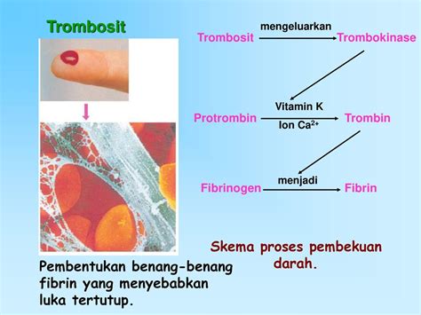 Detail Gambar Skema Proses Pembekuan Darah Koleksi Nomer 31