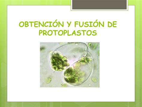 PPT OBTENCIÓN Y FUSIÓN DE PROTOPLASTOS PowerPoint Presentation free