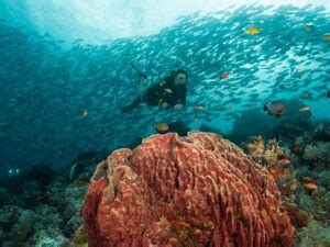 Si Amil Scuba Junkie Sipadan