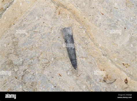 Fossil Belemnites In Ponta Do Trobao Geological Site Of World