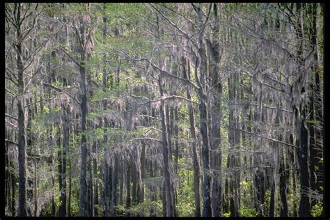 Img0002 Leon Sinks Geological Area National Forests In Florida Flickr