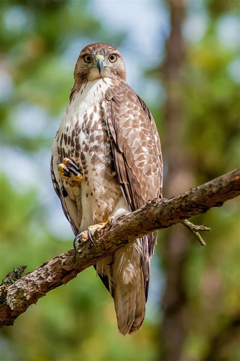 Coopers Hawk Perched On Tree Watching For Small Prey Photograph By Alex