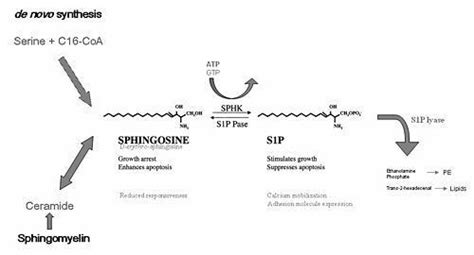 Sphingosine - Alchetron, The Free Social Encyclopedia