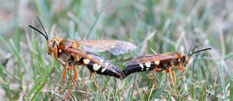 Cicada Killer Control Cicada Killer Control Cicada Killer Control Cicadda Killer Control