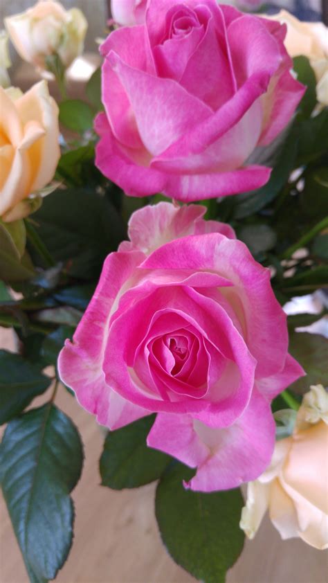 Banco de imagens : plantar, pétala, Flores, Floribunda, Flor rosa ...
