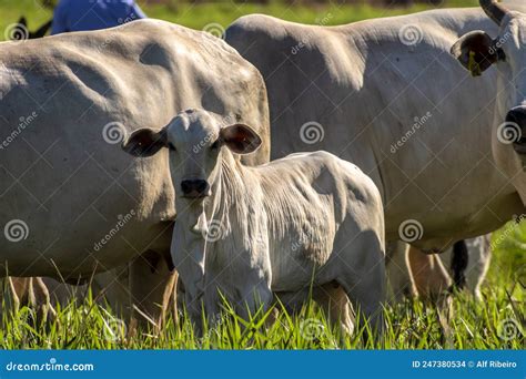 Herd Of Nelore Cattle Grazing In A Pasture On The Brazilian Ranch Stock