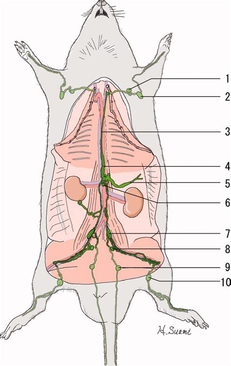 Demonstrating The Lymphatic System In Rats With Microinjection Suami