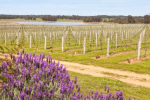 The 6 Best Wineries In Margaret River In Search Of Sarah