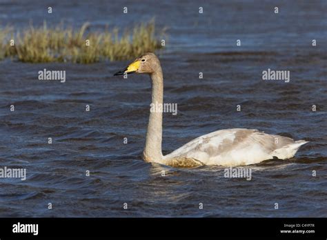 Whooper Swan Cygnus Cygnus Second Year Juvenile Swimming Stock Photo