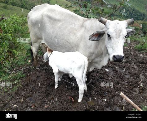 Vache traite son veau Banque de photographies et dimages à haute