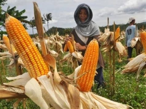 Ketahanan Pangan Target Kementan Swasembada Jagung Di 2023
