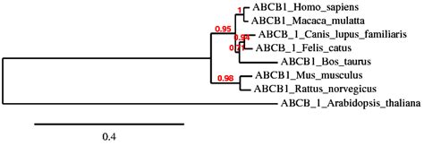 A Full Size Human Abc Transporter Abcb Predicted Topologies G