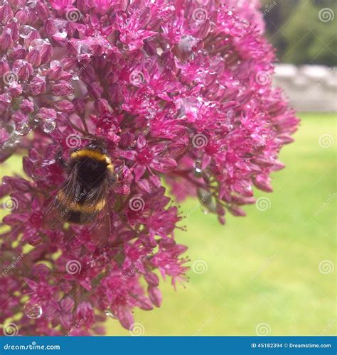 Bumble bee stock photo. Image of garden, bumble, beautiful - 45182394