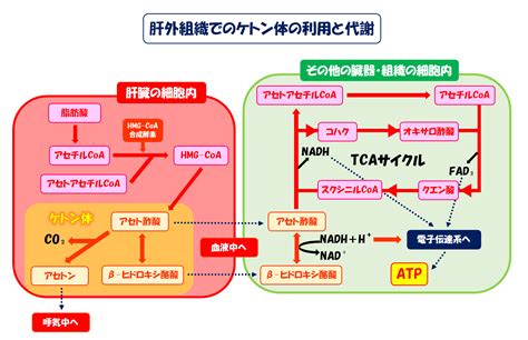 【これで納得！】ケトン体の生成過程と代謝についてわかりやすく解説してみた！ スポーツ栄養士あじのブログ