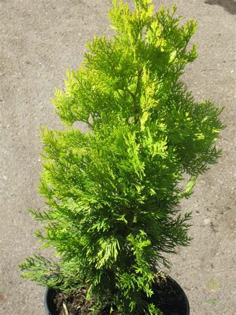 Туя восточная / Плосковеточник (Лжетсуга, Биота) Голден Минарет (Thuja ...