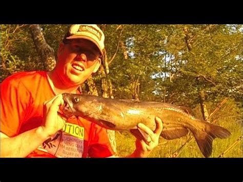 Bank Fishing For Catfish Catching Catfish With Bluegill Youtube