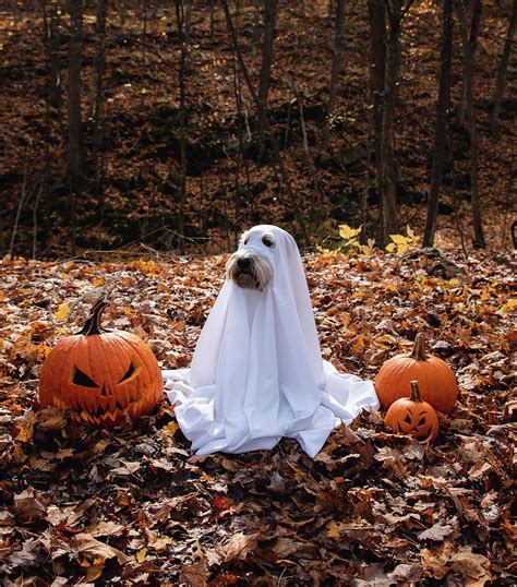 Dog Wearing A Ghost Costume Sitting Between Pumpkins For Halloween ...