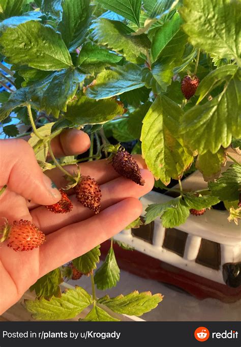 Anybody Know Why My Strawberry Plant Is Doing This Pretty Much Every