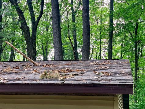 Ways Trees Can Wreck Your Roof