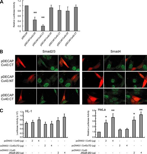 Cx43 Regulates TGF Signaling A Effect Of Cx Depletion On