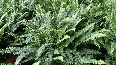 How to Grow Outdoor Ferns in Your Garden - Zzoomit