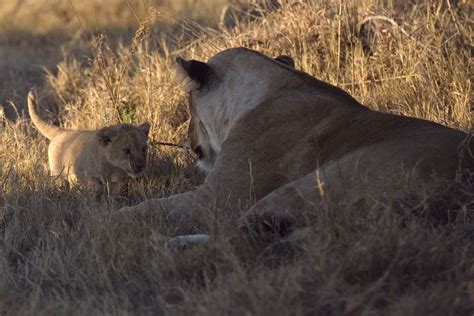 SIDECAR: Lionesses and Cubs II