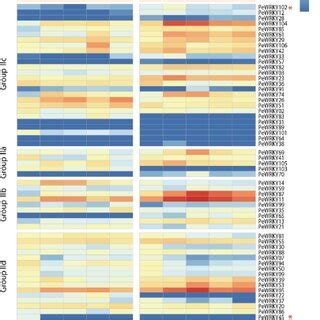 Heat Map Representation Of Expression Of Orthologous Genes Between