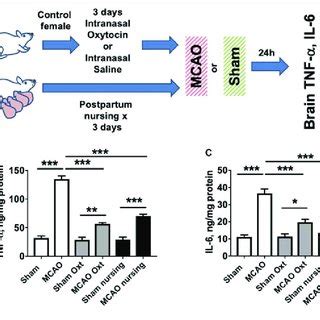 Oxytocin Treatment Improves Post MCAO Outcome In Female Mice A