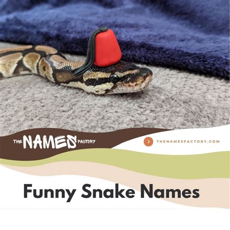 240 Best Snake Names Ideas With Meanings