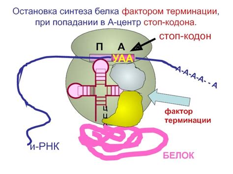 Рисунок трансляция биология (49 фото) » Рисунки для срисовки и не только