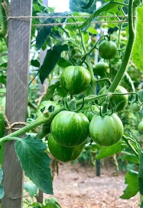 Great Indeterminate Tomato Varieties To Plant In Your Garden