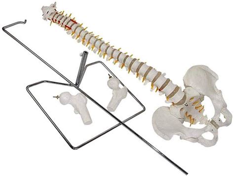 Buy High Quality Flexible Spine Model Life Size Human Spine Model With