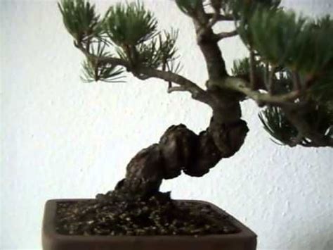 Bonsai Jap Pinus parv Mädchenkiefer