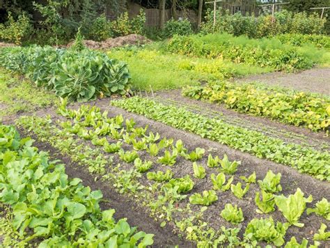 Zes Tips Bij Zaaien In De Moestuin Edialux