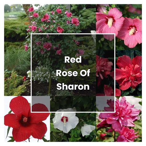 How To Grow Red Rose Of Sharon Plant Care And Tips Norwichgardener