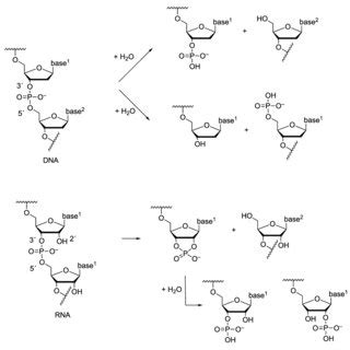 Cleavage of supercoiled DNA by nonmetallic cleaving agents. | Download ...