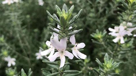 Westringia Fruticosa Coastal Rosemary Nurseries Online