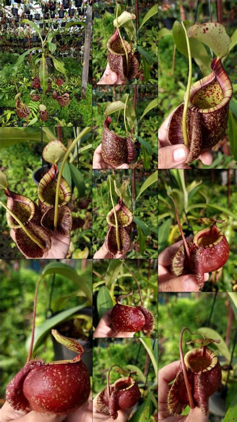 Nepenthes Viking X Hookeriana Vikings