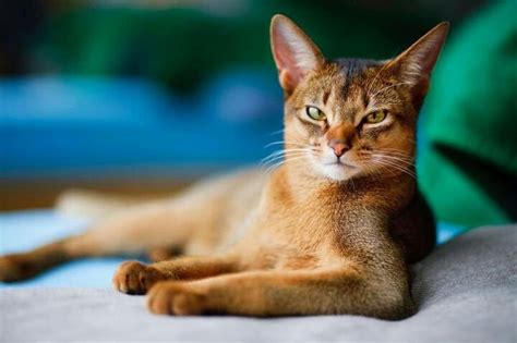 Most Regal Cat The Abbysinian Abyssinian Cats Pretty Cats Cat Breeds